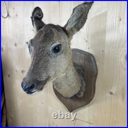 Cabinet Curiosité Taxidermy Trophée Chevreuil Dd13