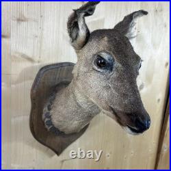 Cabinet Curiosité Taxidermy Trophée Chevreuil Dd13