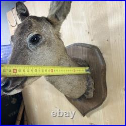 Cabinet Curiosité Taxidermy Trophée Chevreuil Dd13