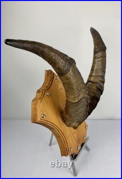 Cabinet curiosité. Taxidermie. Trophé Corne de Bouc