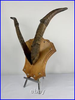 Cabinet curiosité. Taxidermie. Trophé Corne de Bouc
