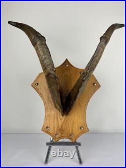 Cabinet curiosité. Taxidermie. Trophé Corne de Bouc