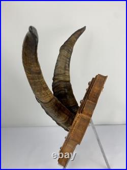 Cabinet curiosité. Taxidermie. Trophé Corne de Bouc