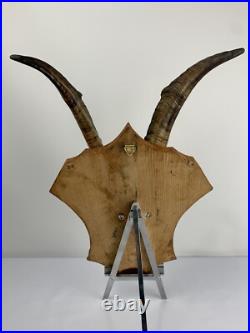 Cabinet curiosité. Taxidermie. Trophé Corne de Bouc