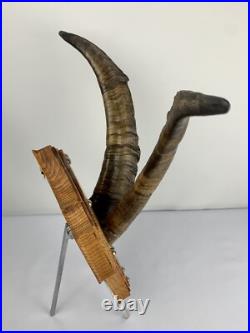 Cabinet curiosité. Taxidermie. Trophé Corne de Bouc