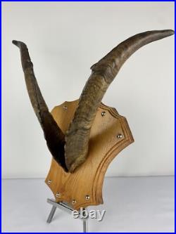Cabinet curiosité. Taxidermie. Trophé Corne de Bouc