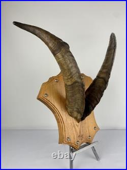 Cabinet curiosité. Taxidermie. Trophé Corne de Bouc