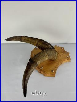 Cabinet curiosité. Taxidermie. Trophé Corne de Bouc