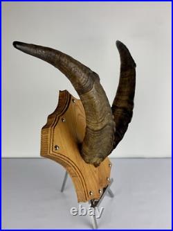 Cabinet curiosité. Taxidermie. Trophé Corne de Bouc
