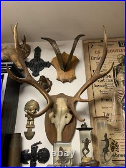 Cabinet curiosité. Taxidermie. Trophé Corne de Bouc