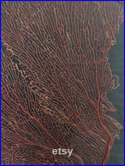 Cabinet de Curiosités gorgone rouge paramuricea clavata 62 cm sur socle