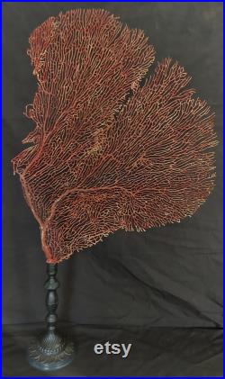Cabinet de Curiosités gorgone rouge paramuricea clavata 62 cm sur socle