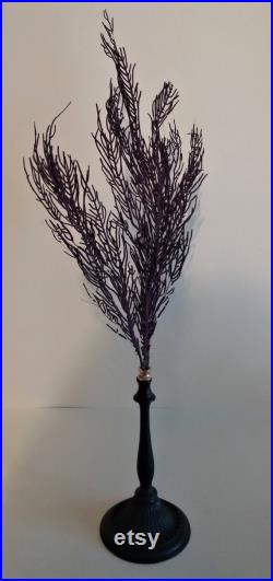 Cabinet de Curiosités gorgone violette pterogorgia anceps sur socle