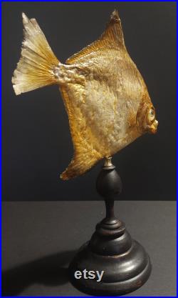 Cabinet de Curiosités poisson lune argenté monodactylus argenteus sur socle
