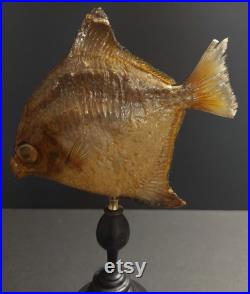 Cabinet de Curiosités poisson lune argenté monodactylus argenteus sur socle
