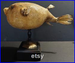 Cabinet de Curiosités poisson naturalisé arothron meleagris sur socle