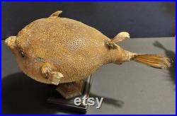 Cabinet de Curiosités poisson naturalisé arothron meleagris sur socle