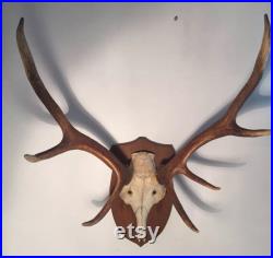 Cabinet de curiosité. Ancien trophée de chasse Bois de cerf. année 1970