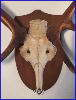 Cabinet de curiosité. Ancien trophée de chasse Bois de cerf. année 1970 Cabinet de curiosité. Ancien trophée de chasse Bois de cerf. année 1970