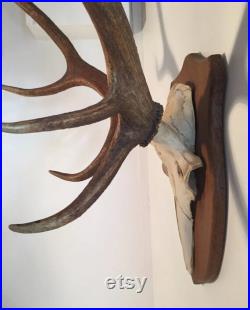 Cabinet de curiosité. Ancien trophée de chasse Bois de cerf. année 1970