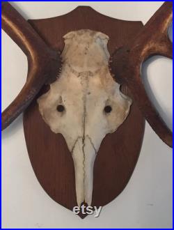 Cabinet de curiosité. Ancien trophée de chasse Bois de cerf. année 1970