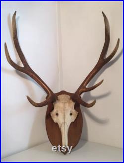 Cabinet de curiosité. Ancien trophée de chasse Bois de cerf. année 1970