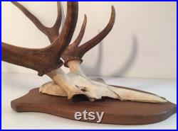 Cabinet de curiosité. Ancien trophée de chasse Bois de cerf. année 1970