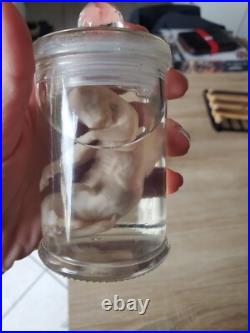 Cabinet de curiosité foetus de chat en bocal wet spécimen taxidermie