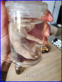Cabinet de curiosité foetus de chat en bocal wet spécimen taxidermie
