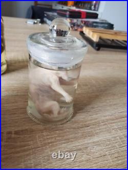 Cabinet de curiosité foetus de chat en bocal wet spécimen taxidermie
