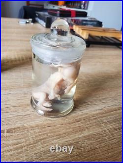 Cabinet de curiosité foetus de chat en bocal wet spécimen taxidermie