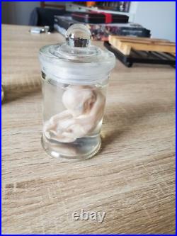 Cabinet de curiosité foetus de chat en bocal wet spécimen taxidermie
