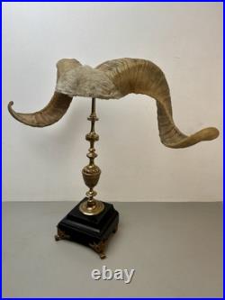 Cabinet de curiosité taxidermie Trophée Corne de Bélier