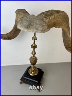 Cabinet de curiosité taxidermie Trophée Corne de Bélier