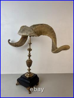 Cabinet de curiosité taxidermie Trophée Corne de Bélier