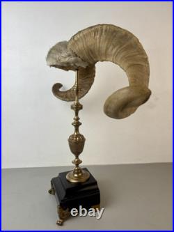 Cabinet de curiosité taxidermie Trophée Corne de Bélier