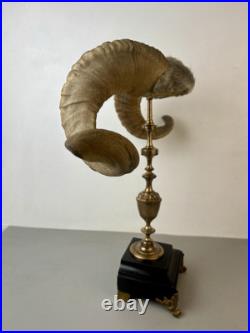 Cabinet de curiosité taxidermie Trophée Corne de Bélier