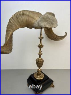 Cabinet de curiosité taxidermie Trophée Corne de Bélier
