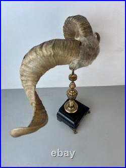 Cabinet de curiosité taxidermie Trophée Corne de Bélier
