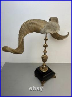 Cabinet de curiosité taxidermie Trophée Corne de Bélier