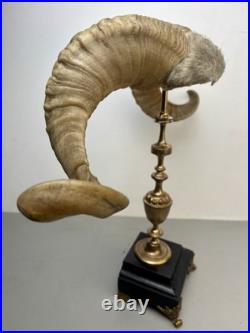 Cabinet de curiosité taxidermie Trophée Corne de Bélier