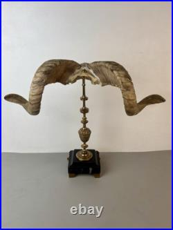 Cabinet de curiosité taxidermie Trophée Corne de Bélier