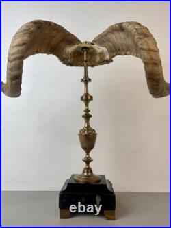 Cabinet de curiosité taxidermie Trophée Corne de Bélier