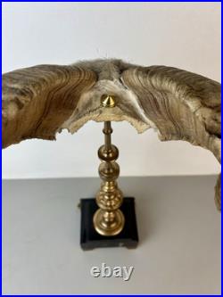 Cabinet de curiosité taxidermie Trophée Corne de Bélier