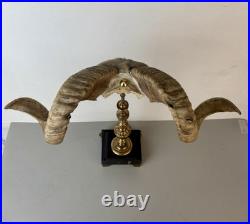 Cabinet de curiosité taxidermie Trophée Corne de Bélier