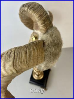 Cabinet de curiosité taxidermie Trophée Corne de Bélier