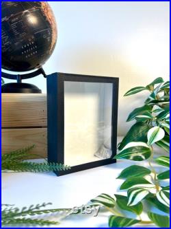 Cadre Entomologique Vide 18x13 cm Bois Noir and Fond Emalène blanc Présentation Insectes Cabinet De Curiosités Décoration