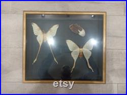 Cadre Papillons Comète de Madagascar Cocon Naturalisé Entomologie Taxidermie cabinet Curiosités vintage