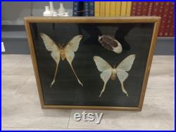 Cadre Papillons Comète de Madagascar Cocon Naturalisé Entomologie Taxidermie cabinet Curiosités vintage