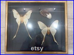 Cadre Papillons Comète de Madagascar Cocon Naturalisé Entomologie Taxidermie cabinet Curiosités vintage